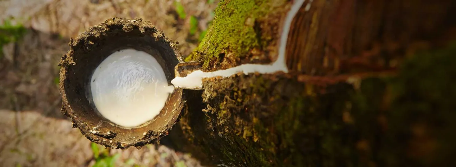 Natural latex is an innovative material derived from the sap of Hevea brasiliensis, better known as rubber trees. They are grown on sustainably managed plantations around the world. Latex is one of the most eco-friendly mattress fillings on the market. This is because rubber trees actively purify over 90 million tonnes (Mt) of carbon dioxide a year. A rubber tree only produces 27 mL of latex daily, which means that perfecting comfort takes time. In fact, it takes one tree over 500 days to produce enough latex for a single mattress.  Natural latex is an innovative material derived from the sap of Hevea brasiliensis, better known as rubber trees. They are grown on sustainably managed plantations around the world. Latex is one of the most eco-friendly mattress fillings on the market. This is because rubber trees actively purify over 90 million tonnes (Mt) of carbon dioxide a year. A rubber tree only produces 27 mL of latex daily, which means that perfecting comfort takes time. In fact, it takes one tree over 500 days to produce enough latex for a single mattress.